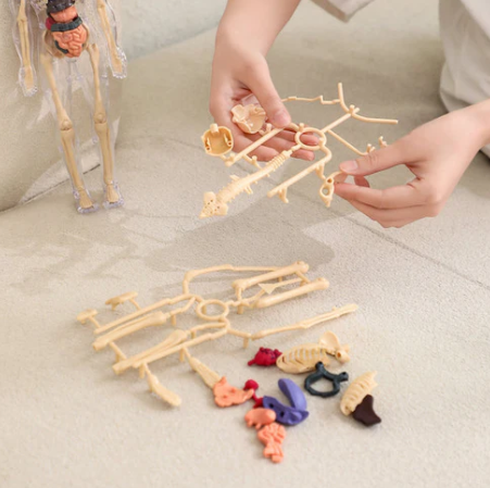 3D Educational Human Body Model for Learning 💡 📚